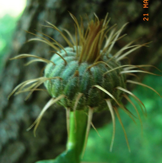 Klasea flavescens subsp. cichoracea (=Serratula cichoracea)/ Cerretta spinulosa